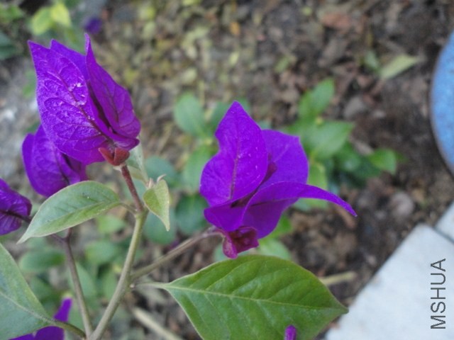 DSC04141.JPG