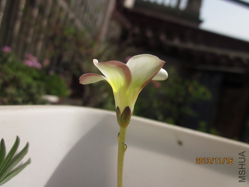 bbsIMG_2821.jpg