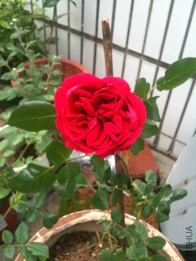 2013-11-15 120214.jpg