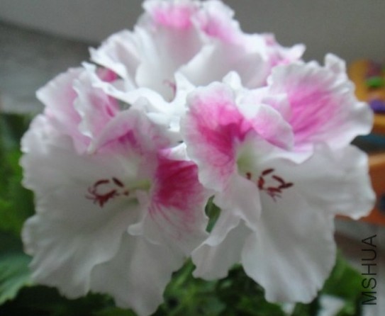 QQ��ͼ20131117205405.jpg