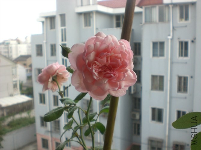 psb (14).jpg
