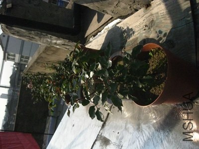 ��Ƭ 004_����.jpg