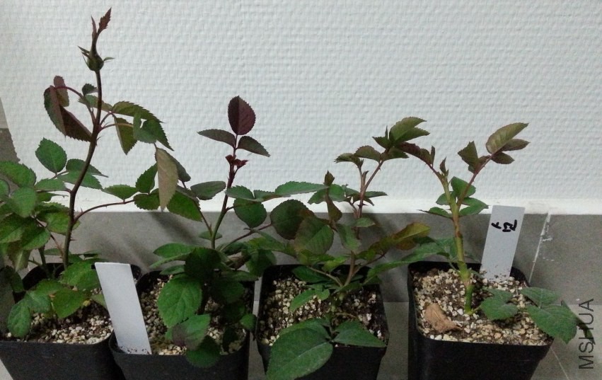20131118_182809-n.jpg