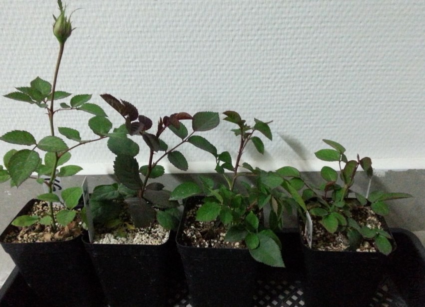 20131118_182823-n.jpg