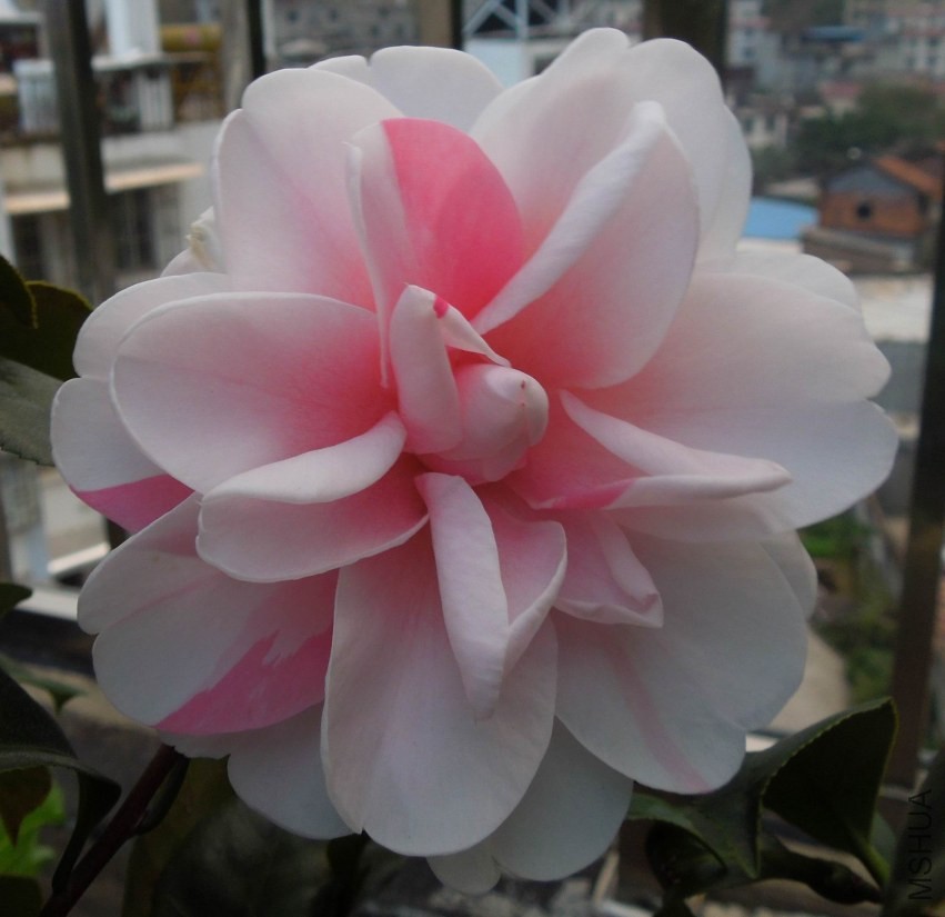 ������С DSCN0013-2.jpg
