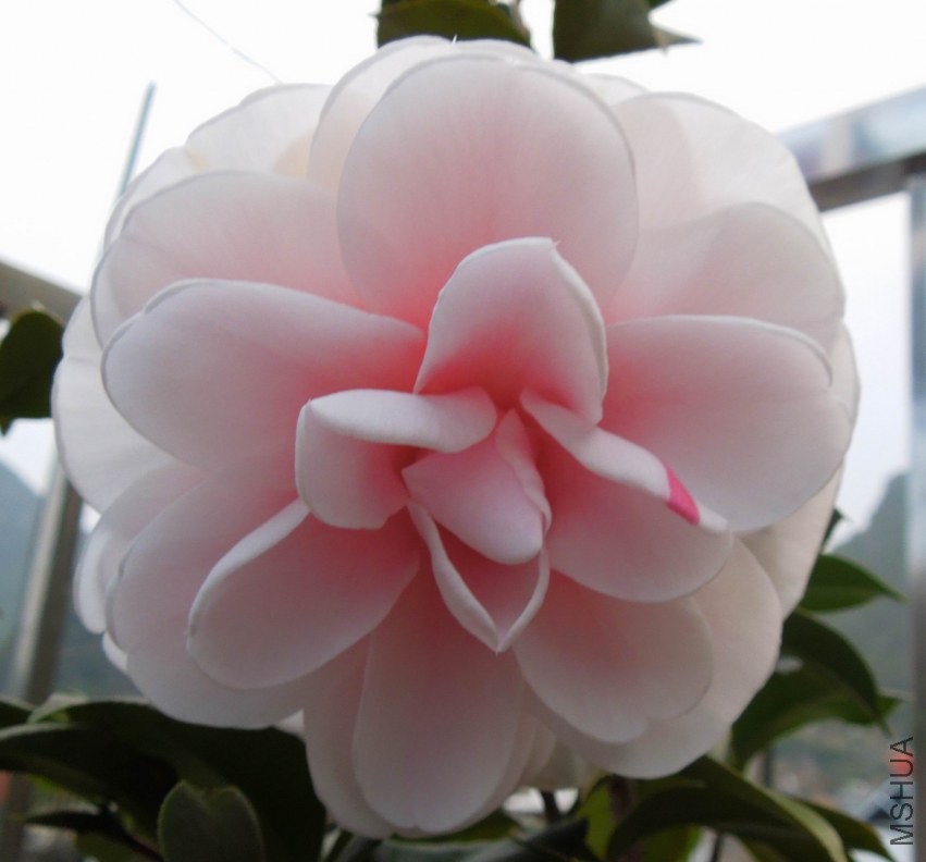 ������С DSCN0011-2.jpg