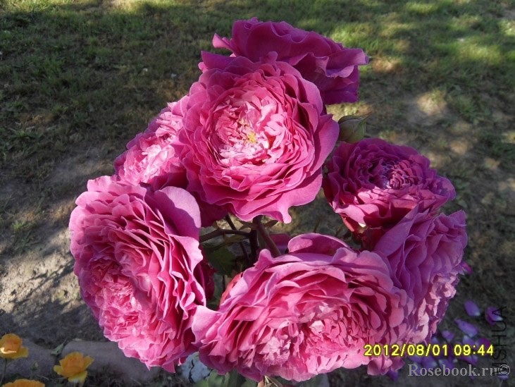 Ventilo (MASvent)44145.jpg