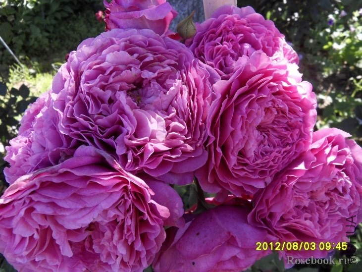 Ventilo (MASvent)44148.jpg