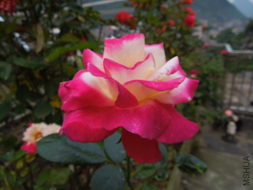 ������С DSCN5295.JPG