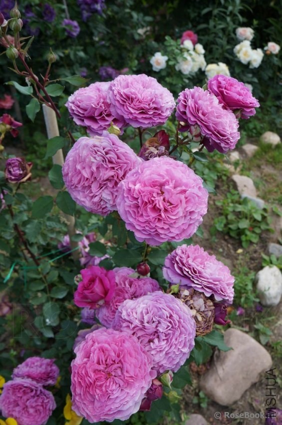 Ventilo (MASvent)82813.jpg