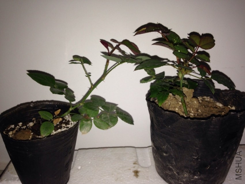 QQͼƬ20131119091527.jpg