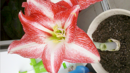 ������С �ޱ���1111.png