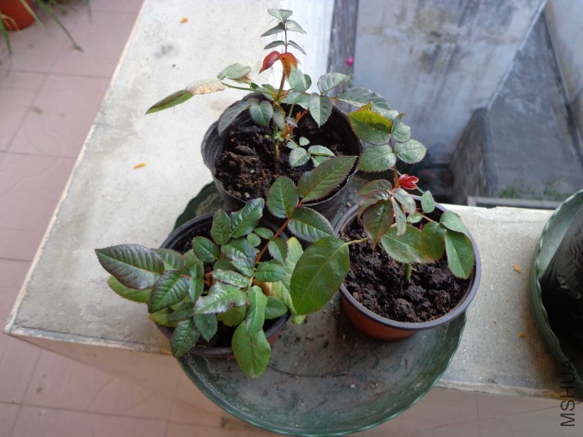 DSC00353.JPG