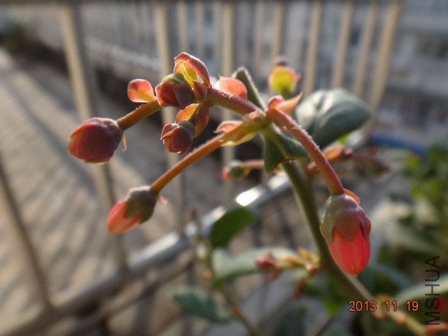DSC03063.JPG
