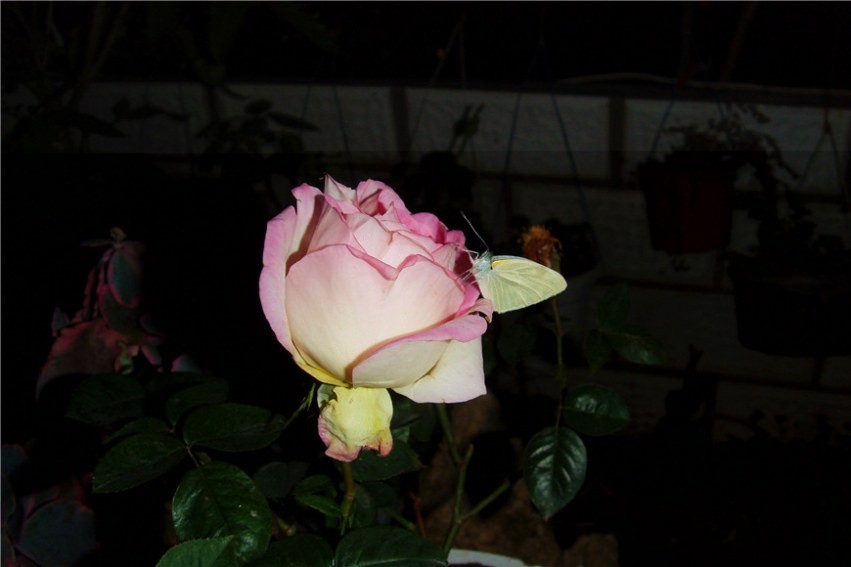 S73F0178.jpg
