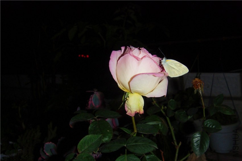 S73F0181.jpg