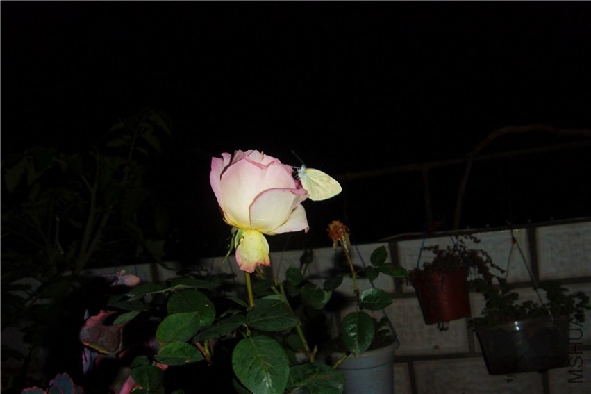 S73F0176.jpg