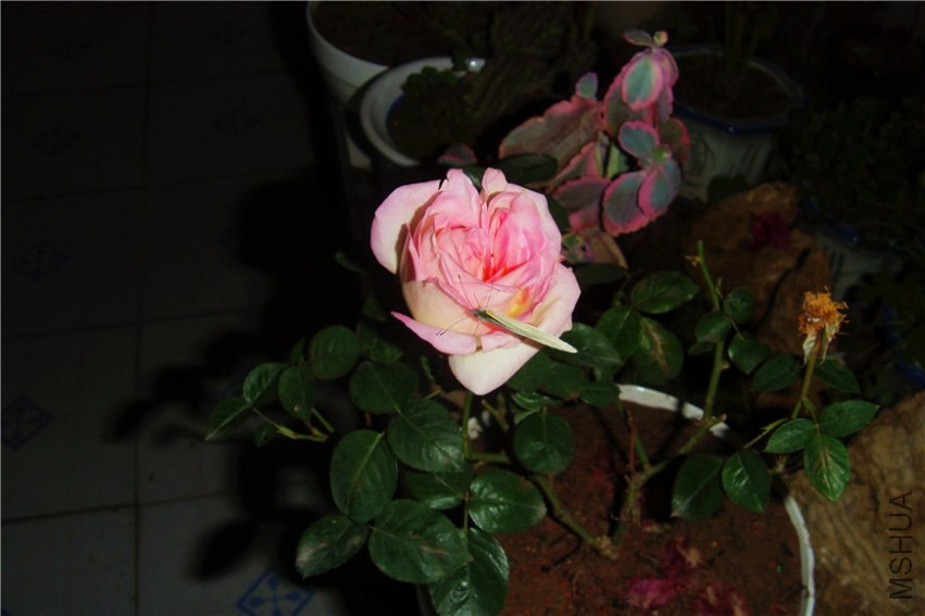 S73F0182.jpg