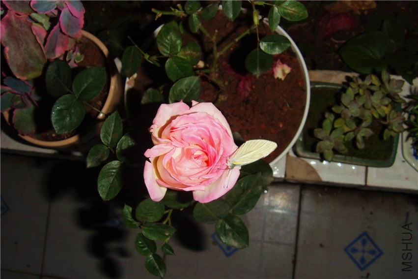 S73F0183.jpg