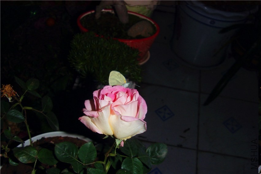 S73F0186.jpg