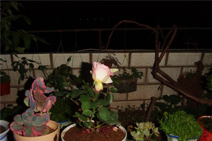 S73F0188.jpg