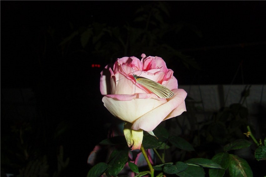 S73F0193.jpg