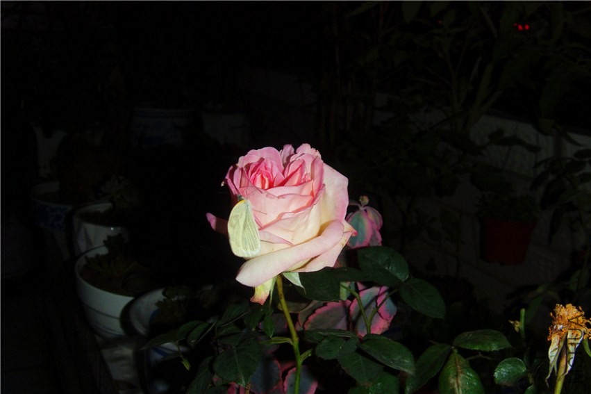 S73F0197.jpg