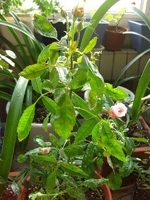 IMG_3687.JPG