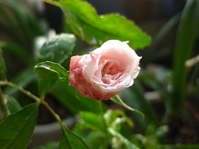 IMG_3688.JPG