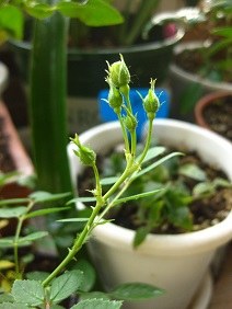 IMG_3694.JPG