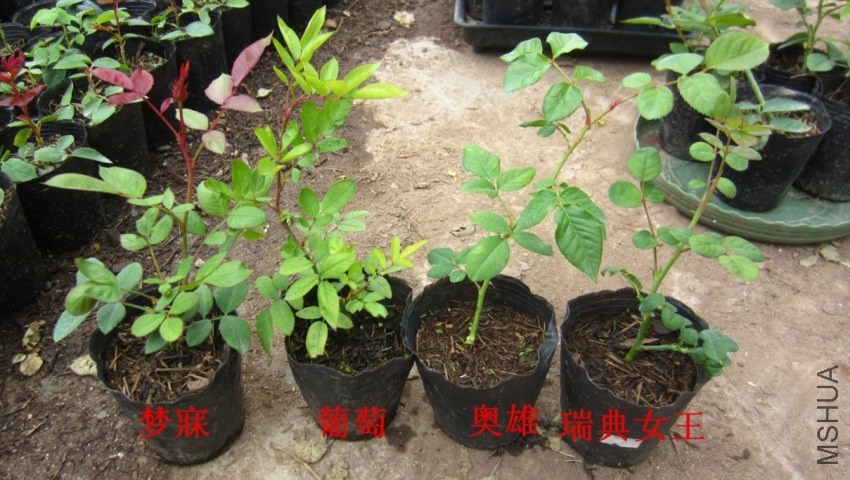 {T~81DCB9_58N`DNFS2$CTX.jpg
