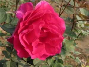 IMG_0138.jpg