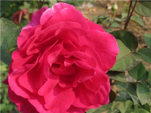 IMG_0139.jpg