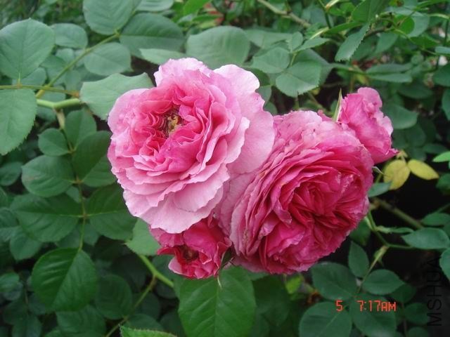 DSC09009.jpg