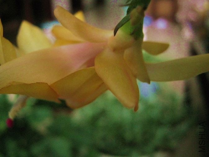 IMG_4094_����.jpg