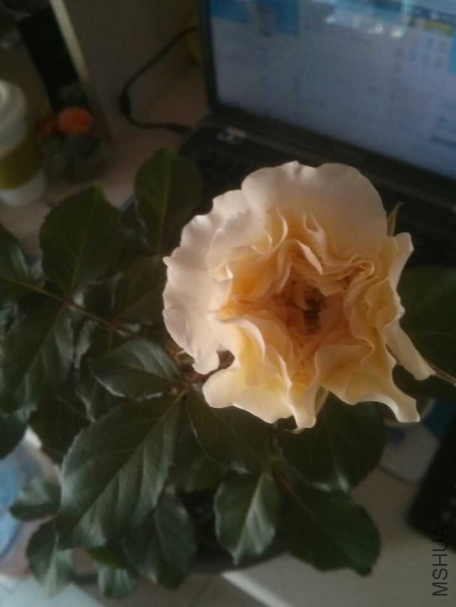 QQͼƬ20131120132923.jpg