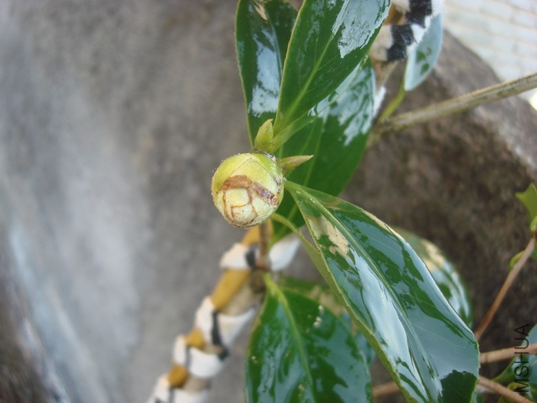 DSC09500_����.jpg