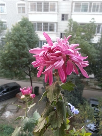��֪���ջ�