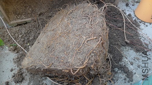 P1050226_����.jpg