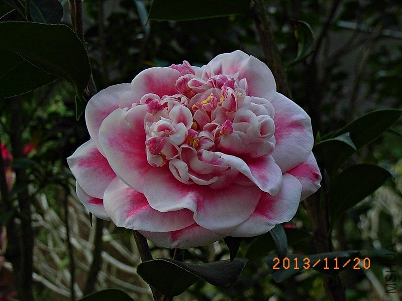 �ʺ���ʹa2.JPG