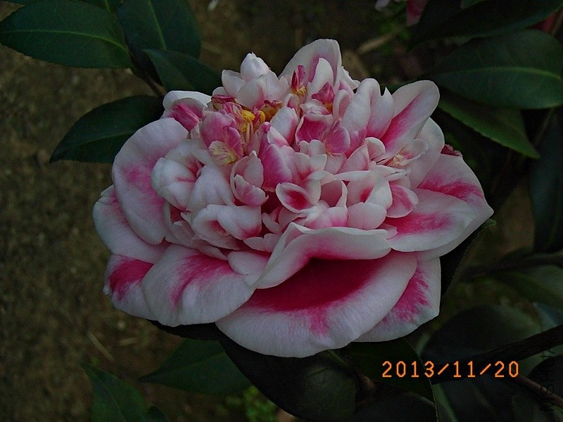 �ʺ���ʹa3.JPG