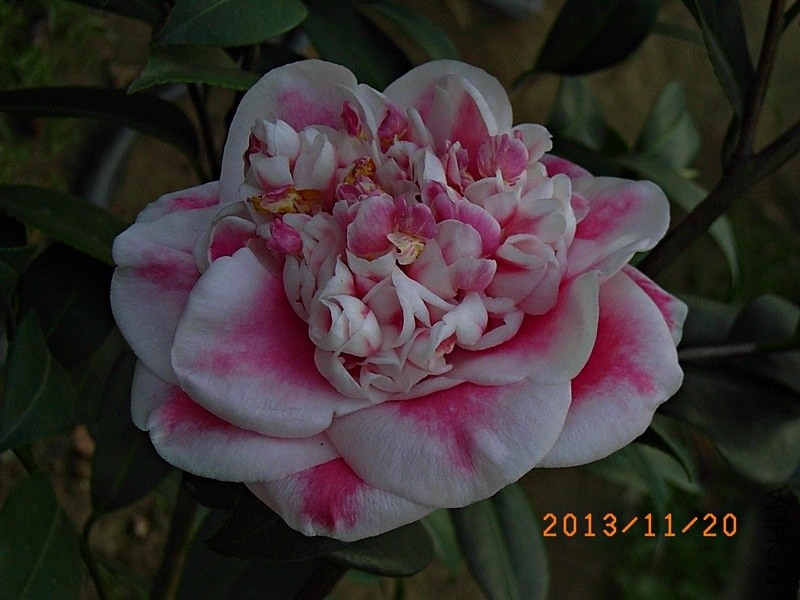 �ʺ���ʹa4.JPG