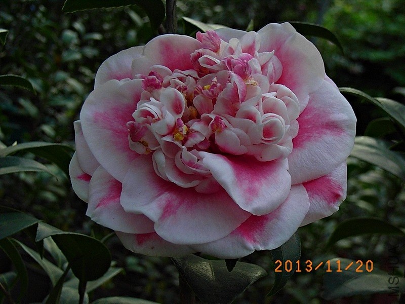 �ʺ���ʹa5.JPG