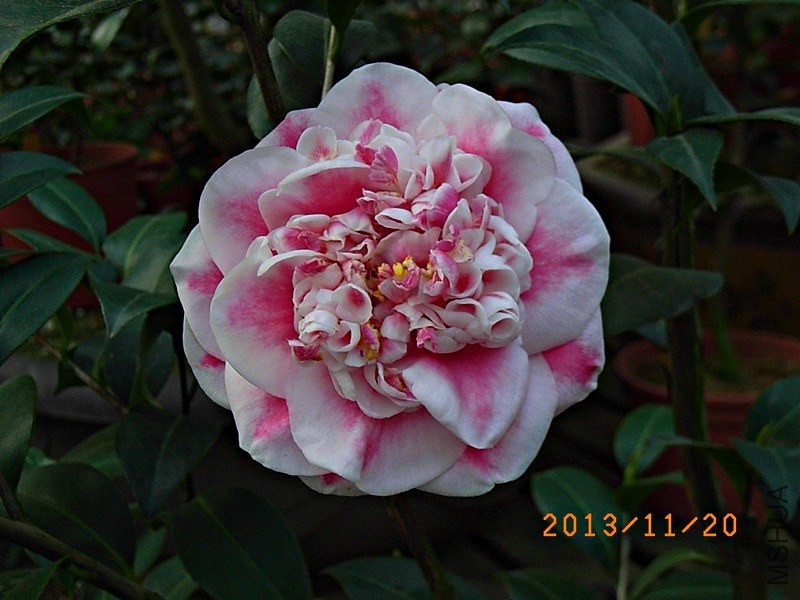 �ʺ���ʹa6.JPG
