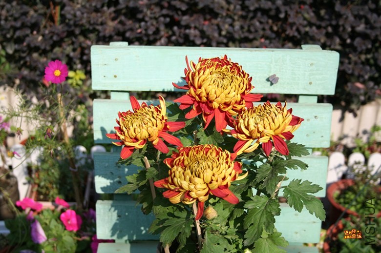 ��Ƭ 008_����.jpg