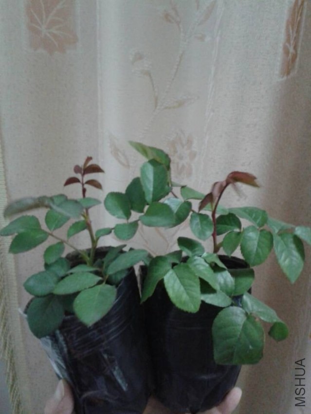 QQͼƬ20131120191040.jpg