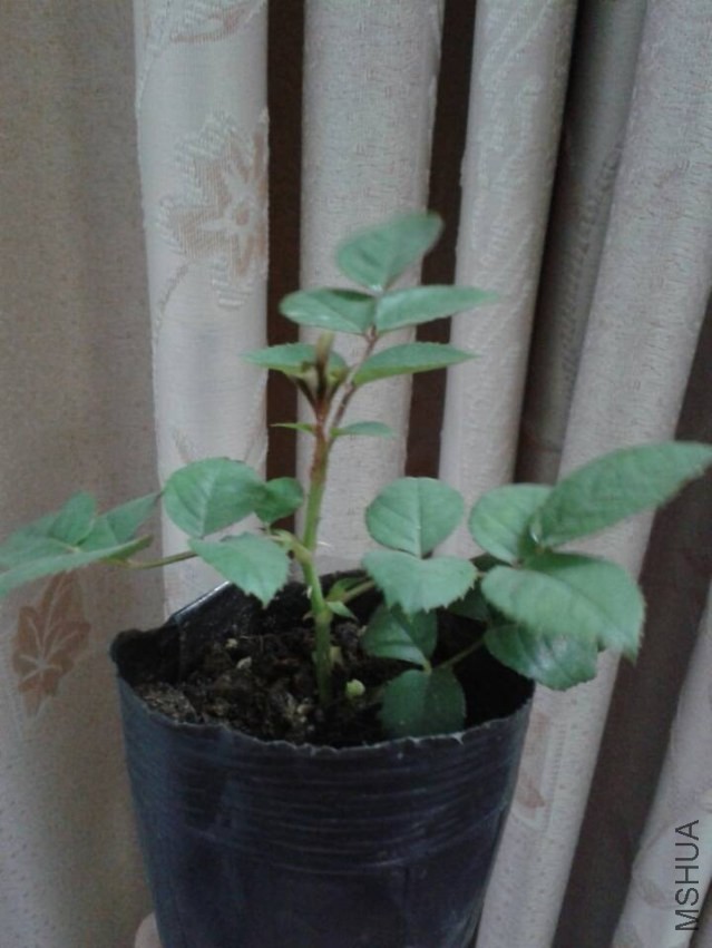 QQͼƬ20131120191127.jpg