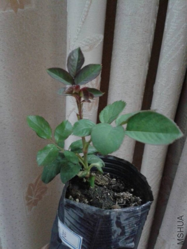 QQͼƬ20131120191143.jpg