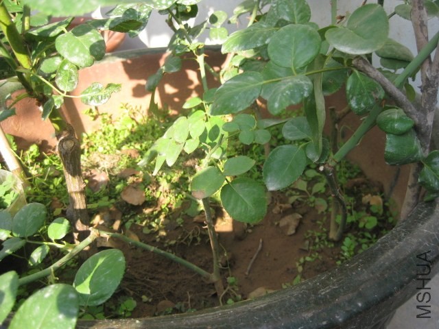 �¼��� 002.jpg