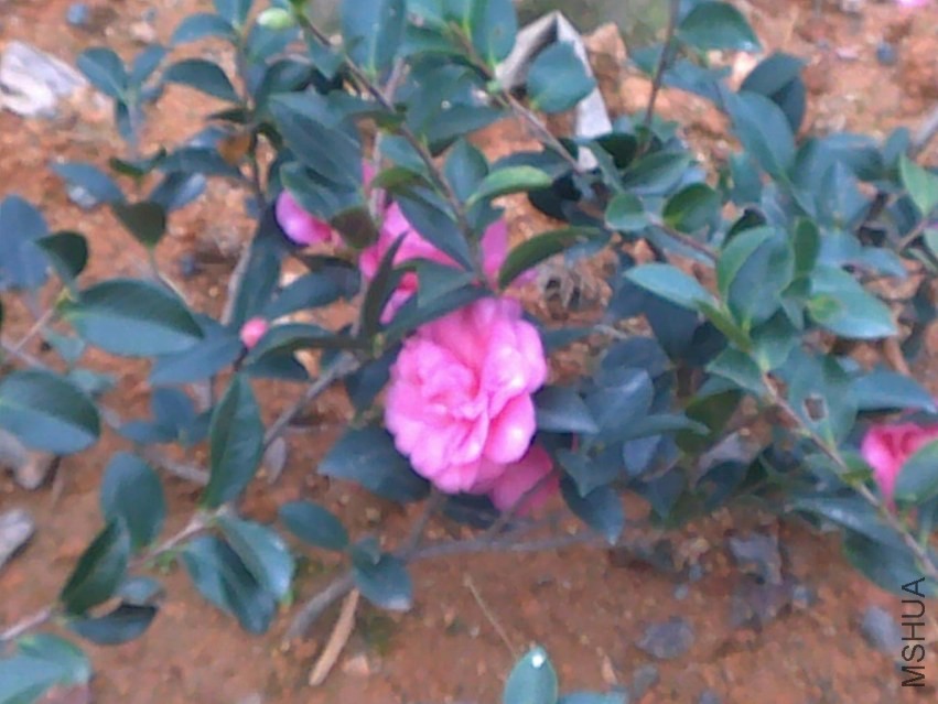 20131121778.jpg